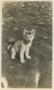 Image of Eskimo [Inughuit] puppy